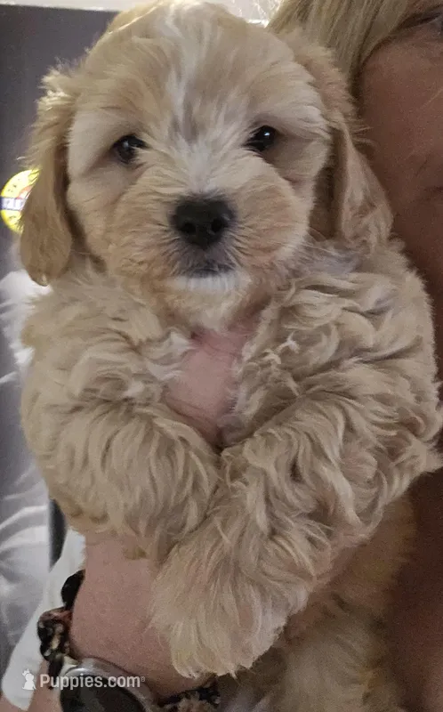 Pudgie  – Shih Tzu, Poodle - Miniature  puppy on hold in Marshfield, MO