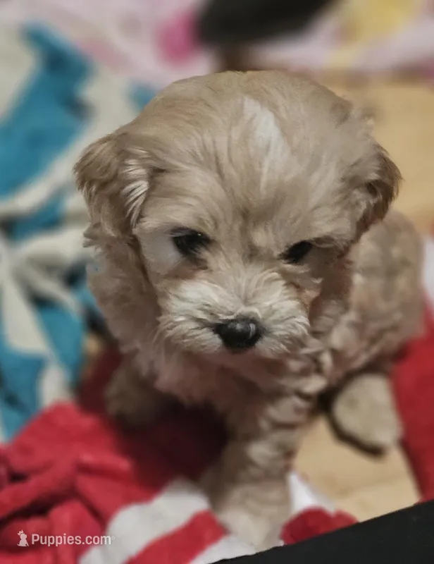 Pudgie  – Shih Tzu, Poodle - Miniature  puppy for sale in Marshfield, MO