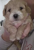 Pudgie , a male Shih Tzu and Poodle - Miniature  for sale in Marshfield, MO – Photo 2 of 2