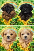 Bubba , a male Shih Tzu and Poodle - Miniature  for sale in Marshfield, MO – Photo 1 of 2