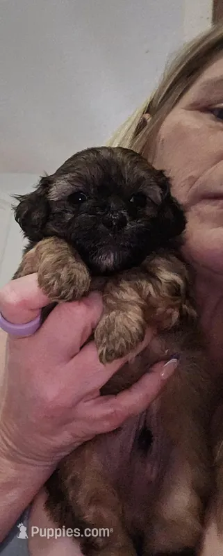 Bubba  – Shih Tzu, Poodle - Miniature  puppy for sale in Marshfield, MO