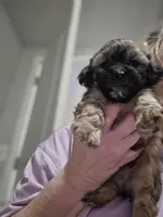 Nugget , a male Shih Tzu and Poodle - Miniature  for sale in Marshfield, MO – Photo 1 of 3