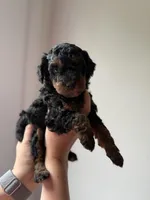 Scout, a female Poodle - Miniature  for sale in Peachland, NC – Photo 1 of 3