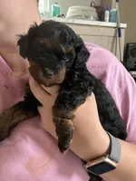 Scout, a female Poodle - Miniature  for sale in Peachland, NC – Photo 2 of 3