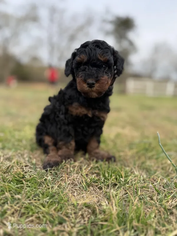 Scout – Poodle - Miniature  puppy for sale in Peachland, NC