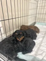 Scout, a female Poodle - Miniature  for sale in Peachland, NC – Photo 3 of 3