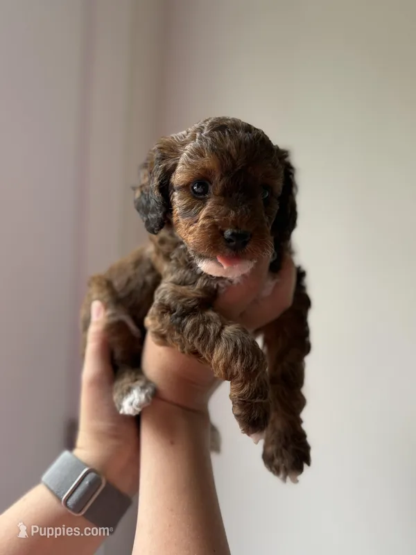 Sophie  – Poodle - Miniature  puppy for sale in Peachland, NC