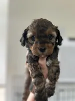 Snickers, a female Poodle - Miniature  for sale in Peachland, NC – Photo 2 of 2