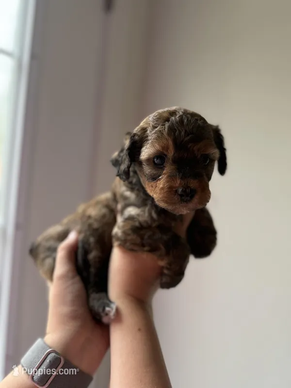 Snickers – Poodle - Miniature  puppy for sale in Peachland, NC
