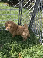 Sadie, a female Poodle - Miniature  for sale in Peachland, NC – Photo 1 of 3