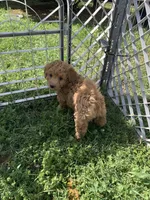 Sadie, a female Poodle - Miniature  for sale in Peachland, NC – Photo 3 of 3