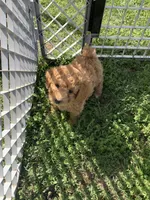 Sadie, a female Poodle - Miniature  for sale in Peachland, NC – Photo 2 of 3