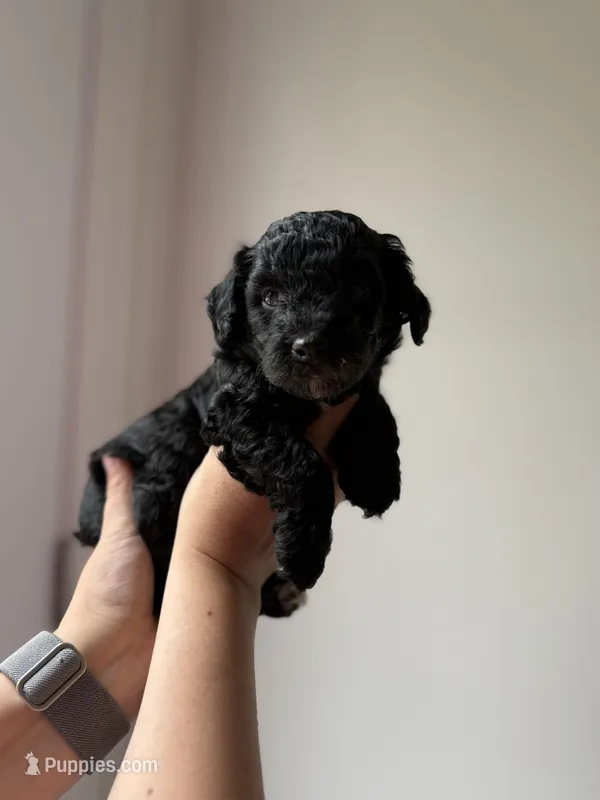 Scooby – Poodle - Miniature  puppy for sale in Peachland, NC