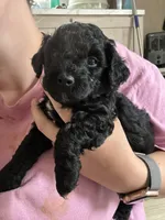 Scooby, a male Poodle - Miniature  for sale in Peachland, NC – Photo 2 of 2