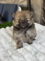 Cookie, a female Pomeranian for sale in Los Angeles, CA – 7 of 7
