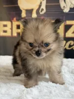 JR, a male Pomeranian for sale in Los Angeles, CA – 2 of 5