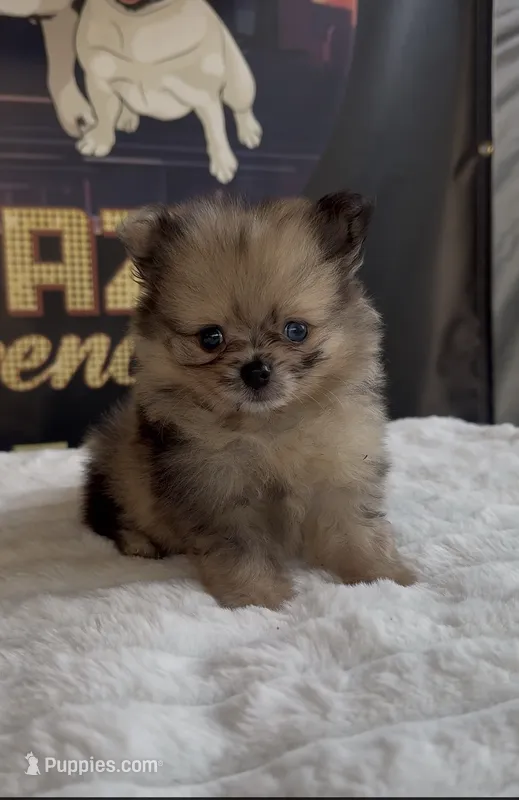 JR – Pomeranian puppy for sale in Los Angeles, CA