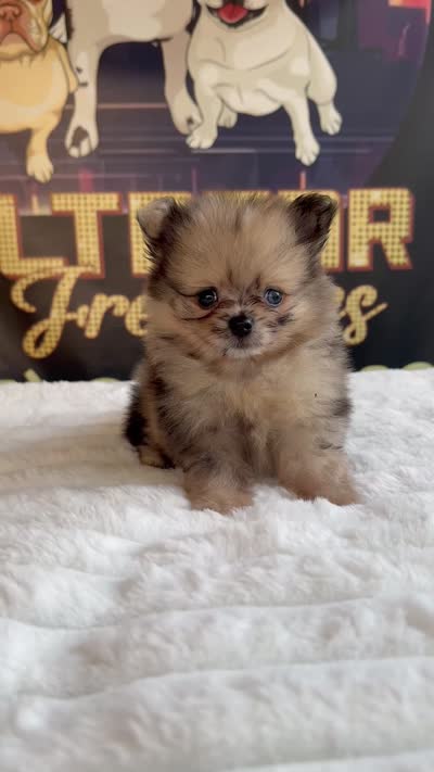 JR, a male Pomeranian for sale in Los Angeles, CA – 3 of 5