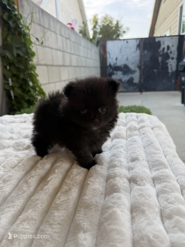 Zurullo – Pomeranian puppy for sale in Los Angeles, CA