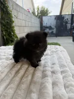 Zurullo, a male Pomeranian for sale in Los Angeles, CA – 1 of 5