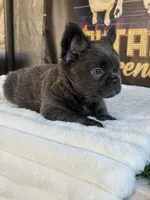 Uruga , a female French Bulldog for sale in Los Angeles, CA – 5 of 9