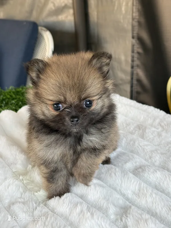 Cookie – Pomeranian puppy for sale in Los Angeles, CA