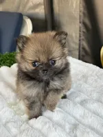 Cookie, a female Pomeranian for sale in Los Angeles, CA – 1 of 7