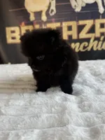 Zurullo, a male Pomeranian for sale in Los Angeles, CA – 2 of 5