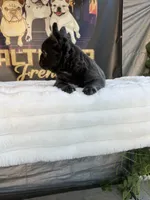 Uruga , a female French Bulldog for sale in Los Angeles, CA – 3 of 9