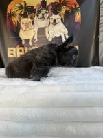 Uruga , a female French Bulldog for sale in Los Angeles, CA – 6 of 9