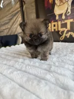 Cookie, a female Pomeranian for sale in Los Angeles, CA – 4 of 7