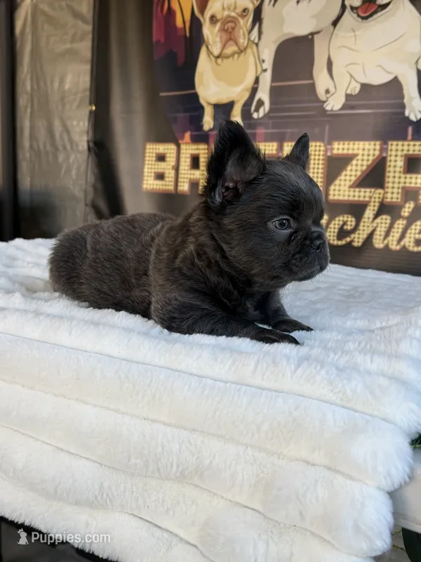Uruga  – French Bulldog puppy for sale in Los Angeles, CA