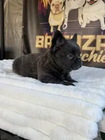Uruga , a female French Bulldog for sale in Los Angeles, CA – 1 of 9