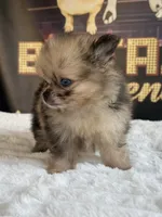 JR, a male Pomeranian for sale in Los Angeles, CA – 4 of 5