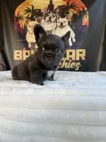 Uruga , a female French Bulldog for sale in Los Angeles, CA – 8 of 9