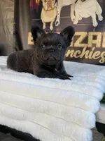 Uruga , a female French Bulldog for sale in Los Angeles, CA – 7 of 9
