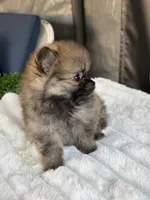 Cookie, a female Pomeranian for sale in Los Angeles, CA – 3 of 7