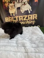 Zurullo, a male Pomeranian for sale in Los Angeles, CA – 5 of 5