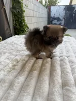 Cookie, a female Pomeranian for sale in Los Angeles, CA – 5 of 7