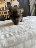 Cookie, a female Pomeranian for sale in Los Angeles, CA – 2 of 7