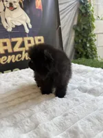 Zurullo, a male Pomeranian for sale in Los Angeles, CA – 4 of 5