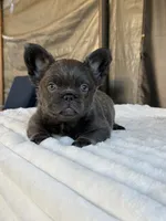 Uruga , a female French Bulldog for sale in Los Angeles, CA – 2 of 9