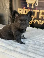 Uruga , a female French Bulldog for sale in Los Angeles, CA – 4 of 9