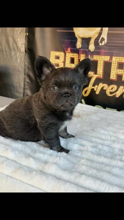 Uruga , a female French Bulldog for sale in Los Angeles, CA – 9 of 9