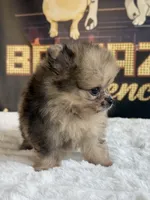 JR, a male Pomeranian for sale in Los Angeles, CA – 5 of 5