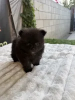 Zurullo, a male Pomeranian for sale in Los Angeles, CA – 3 of 5