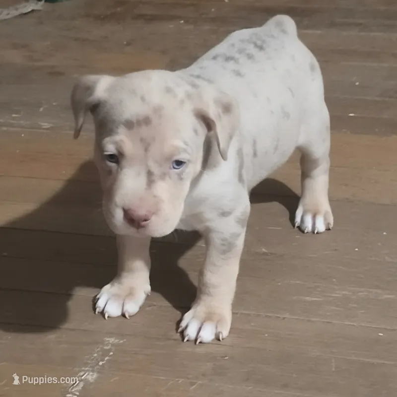 Sweetie – American Bully puppy for sale in McHenry, IL