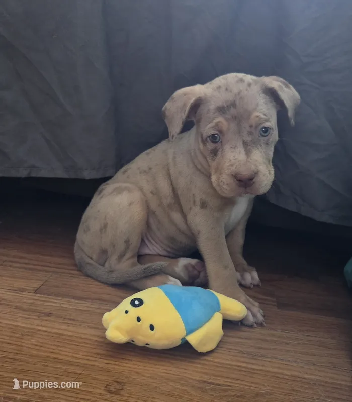 Sweetie – American Bully puppy for sale in McHenry, IL