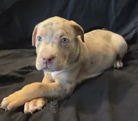 Sweetie -deal this week ONLY-, a female American Bully for sale in McHenry, IL – 3 of 9