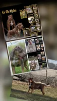 Sweetie, a female American Bully for sale in McHenry, IL – 5 of 6